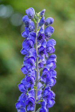 Monkshood bitkisi - Aconitum firma subsp. Moravicum, beatufil çiçekleri Orta Avrupa çayırlarından, Çek Cumhuriyeti.