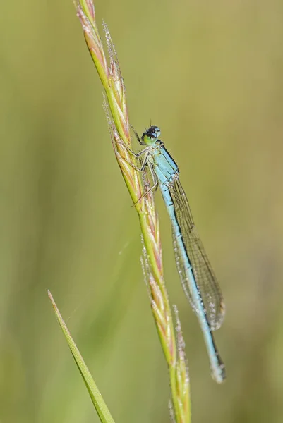 鲜红蓝尾蝶 来自欧洲芦苇 沼泽和淡水的美丽蜻蜓 瑞士弗拉舍 — 图库照片