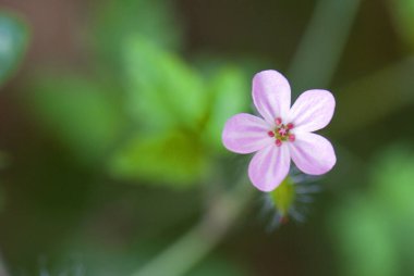 Herb-Robert - Geranium robertianum, Avrupa çayırlarından güzel küçük çiçek bitkisi, Çek Cumhuriyeti.