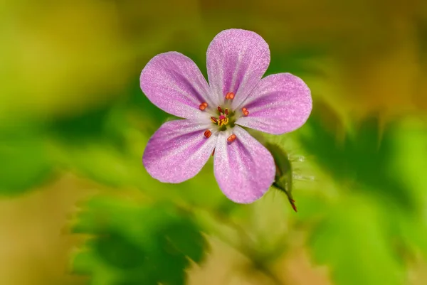Herb Robert Geranium Robertianum Krásná Malá Kvetoucí Rostlina Evropských Luk — Stock fotografie