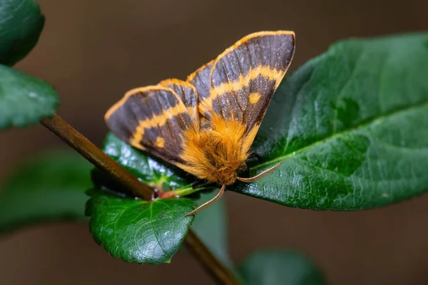 来自中欧草原和森林的Lemonia Dumi Beatufiul Brown和Yellow Moth 捷克共和国 Zlin — 图库照片