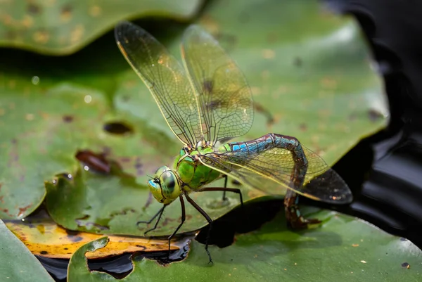 帝王蜻蜓 安那克斯帝王 美丽的大型蓝色蜻蜓 来自欧洲潘纳淡水 捷克共和国斯特拉斯堡 — 图库照片