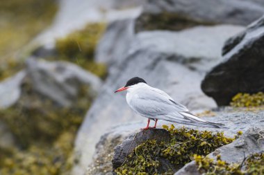 Ortak Tern - Sterna hirundo, Avrupa tatlı su ve deniz kıyılarından güzel beyaz ve siyah deniz feneri, Shetlands, İskoçya, Birleşik Krallık.