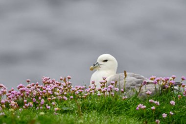 Kuzey Fulmar - Fulmarus Buzulu, Kuzey Avrupa deniz maliyetli güzel gri ve beyaz deniz kuşu, Shetlands, Scotaland, Birleşik Krallık.