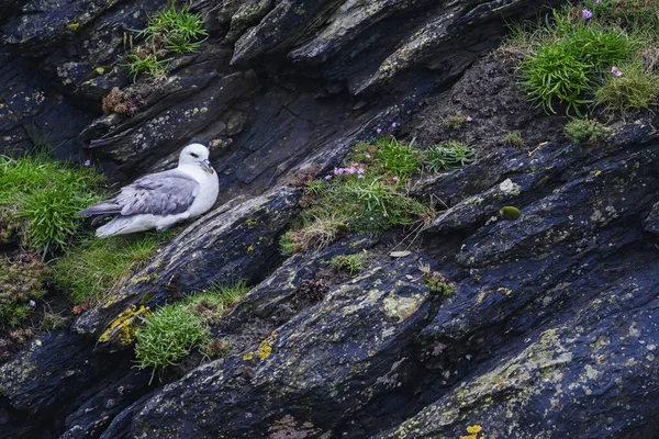 Northern Fulmar Fulmarus Lodowiec Piękny Szary Biały Ptak Morski Północnoeuropejskich — Zdjęcie stockowe