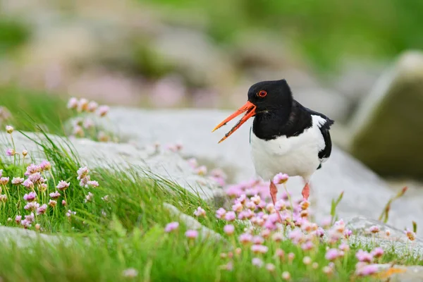 Avrasya Oystercatcher Haematopus Ostralegus Avrupa Asya Kıyılarından Uçurumlarından Güzel Bir — Stok fotoğraf