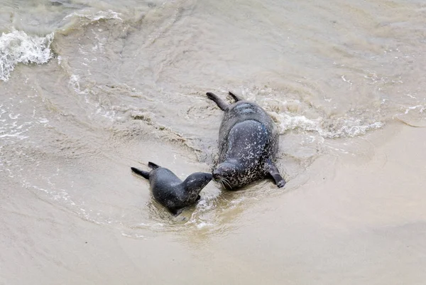 Harbor Seal Phoca Vitulina Gemeenschappelijk Zeezoogdier Van Mariene Kustlijnen Van — Stockfoto