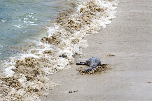 Harbor Seal Phoca Vitulina Поширений Морський Ссавець Морських Берегових Ліній — стокове фото