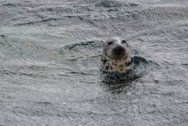 Grey Seal - Halichoerus grypus, Kuzey Yarımküre, Shetlands, İskoçya, Birleşik Krallık 'ın deniz kıyılarından büyük deniz memelisi..