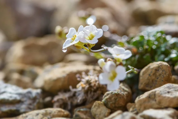 Northern Rock Cress Flower Arabidopsis Petraea Rare White Flower Shetland — Stock Photo, Image