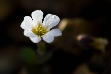 Arctic Mouse-ear flower - Cerastium nigrescens, Shetland adalarından nadir bulunan beyaz çiçek, İskoçya, İngiltere.