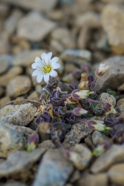 Flor Orelha Rato Ártico Cerastium Nigrescens Flor Branca Rara Das — Fotografia de Stock