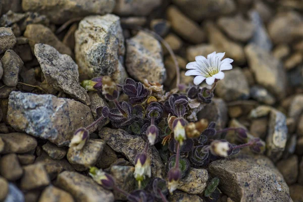 Arctic Mouse Ear Flower Cerastium Nigrescens Rara Flor Blanca Las —  Fotos de Stock