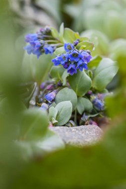 İstiridye - Mertensia maritima, güzel mavi çiçek Shetlands, İskoçya, İngiltere 'den.