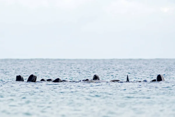Baleine Pilote Longues Nageoires Globicephala Melas Beau Mammifère Marin Océan — Photo