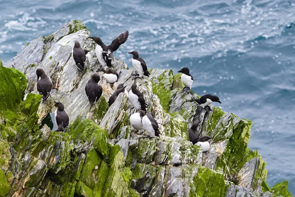 Razorbill Alca Torda Atlatik Okyanustan Güzel Deniz Kuşu Shetlands Skoçya — Stok fotoğraf