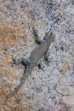 Boulton 'un Namib Günü Gecko - Rhoptropus boultoni, Güneybatı Afrika dağlarından güzel büyük kertenkele, Namibya.