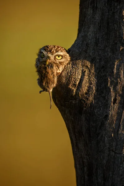 Μικρή Κουκουβάγια Athene Noctua Μικρή Όμορφη Κουκουβάγια Από Ευρωπαϊκά Δάση — Φωτογραφία Αρχείου