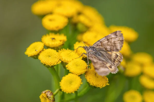 Burnet Companion Ion Moth Euclidia Glyphica Beautiful Brown Moth Euroasian — 图库照片