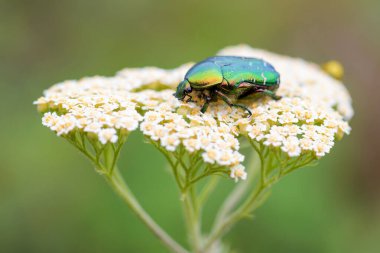 Gül Chafer Böceği - Cetonia aurata, Avrupa çayırlarından gelen güzel metalik böcek, Stramberk, Çek Cumhuriyeti.