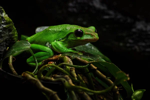 中国的飞蛙 来自中国东亚森林的美丽的绿色青蛙 — 图库照片