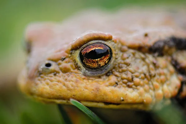 普通欧洲蟾蜍 Bufo Bufo 欧洲河流和湖泊中的大型青蛙肖像 捷克共和国兹林市 — 图库照片