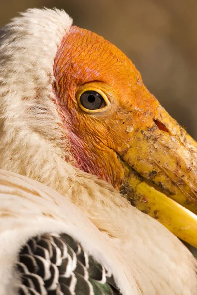 Painted Stork Mycteria Leucocephala 스리랑카 호수에서 부리를 색깔의 황새의 — 스톡 사진