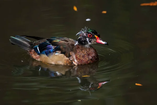 Wood Duck Aix Sponsa Piękne Kolorowe Kaczki Amerykańskich Jezior Rzek — Zdjęcie stockowe