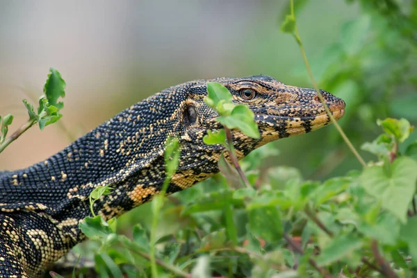 수있는 회수자 스리랑카의 아시아 담수에서 아름다운 도마뱀의 — 스톡 사진