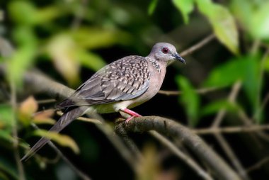 Görülen Güvercin - Spilopelia chinensis, Güneydoğu Asya ormanlarından ve bahçelerinden güzel güvercin, Sri Lanka.