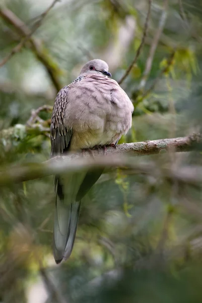 Spotted Dove Spilopelia Chinensis Vanlig Vacker Duva Från Sydostasiatiska Skogar — Stockfoto