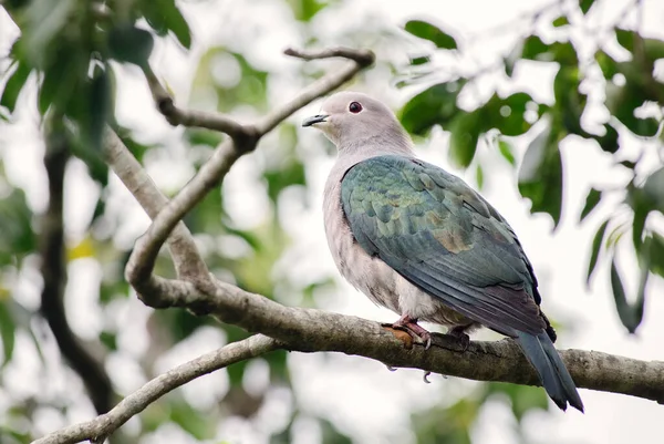 Green Imperial Pigeon Ducula Aenea Beautiful Large Forest Pigeon Southeast — Stock Photo, Image