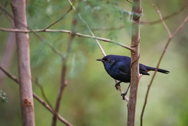 Robin Indien Copsychus Fulicatus Belle Petite Bride Perchée Noire Des — Photo