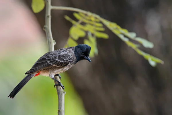 Bulbul Évent Rouge Café Pycnonotus Magnifique Oiseau Perchoir Commun Des — Photo