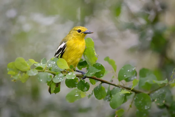 Common Iora Aegithina Tiphia Beautiful Colored Perching Bird Asian Forests — Stock Photo, Image