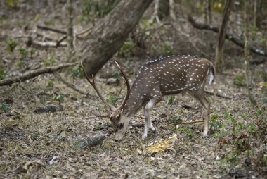 Chital - Eksen Ekseni, Sri Lanka çayırlarından, çalılardan ve ormanlardan güzel geyikler.
