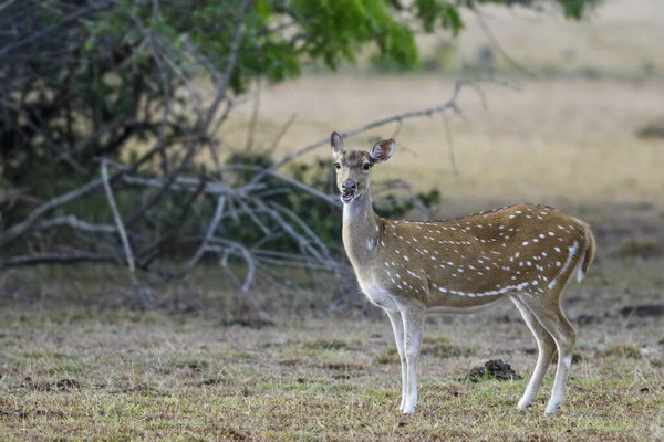 Chital Eje Del Eje Hermosos Ciervos Los Pastizales Arbustos Bosques — Foto de Stock