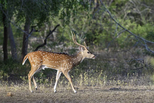 Chital Eje Del Eje Hermosos Ciervos Los Pastizales Arbustos Bosques — Foto de Stock