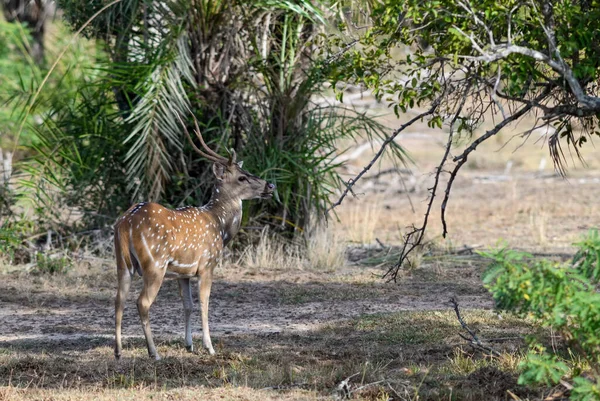 스리랑카 숲에서 아름다운 — 스톡 사진