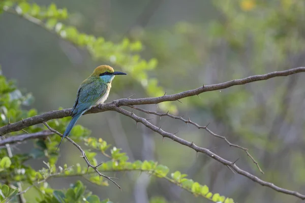 Kleine Groene Bijeneter Merops Orientalis Mooie Gekleurde Bijeneter Uit Sri — Stockfoto