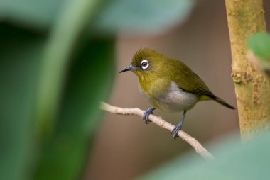Sri Lanka 'nın beyaz gözü - Zosterops ceylonensis, Sri Lanka ormanlarına ve ormanlarına özgü güzel, küçük tünemiş kuş, Sri Lanka.