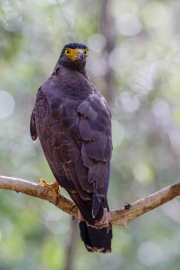 Crested Serpent-Eagle - Spilornis cheela, Wilpattu Ulusal Parkı, Sri Lanka