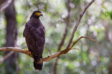 Crested Serpent-Eagle - Spilornis cheela, Wilpattu Ulusal Parkı, Sri Lanka