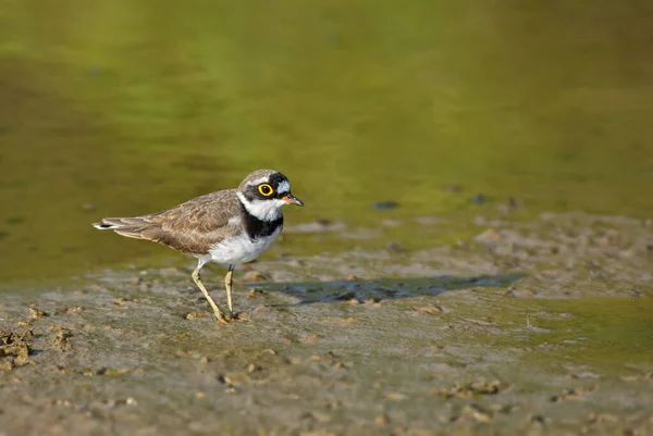 Маленький Пловер Charadrius Dubius Красивый Маленький Пловчик Пресных Вод Мира — стоковое фото