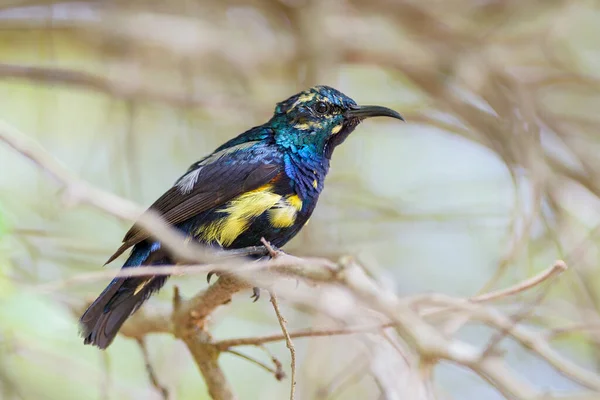 Sunbird Pourpre Cinnyris Asiaticus Beau Petit Oiseau Perché Des Bois — Photo