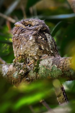 Sri Lanka Frogmouth - Batrachostomus moniliger, Sinharaja Ormanı 'ndan özel bir kuş.