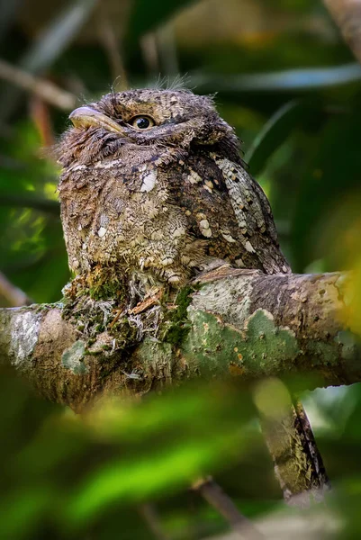 Σρι Λάνκα Frogmouth Batrachostomus Moniliger Ειδικό Μοναδικό Πτηνό Από Δάσος — Φωτογραφία Αρχείου