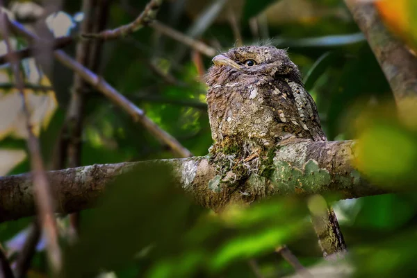 Sri Lanka Frogmouth Batrachostomus Moniliger Special Unique Bird Sinharaja Forest — Stock Photo, Image