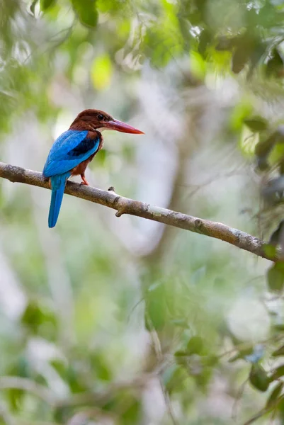 Fehértorkú Kingfisher Halcyon Smyrnensis Sri Lanka Ágon Közel Vízhez — Stock Fotó