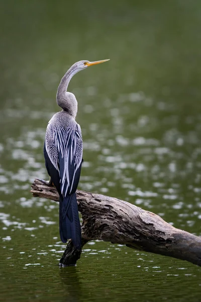 Oriental Darter Anhinga Melanogaster Angelt See Sri Lanka — Stockfoto